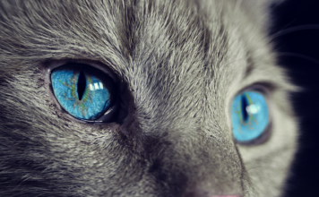 домашние животные и энергетика квартиры