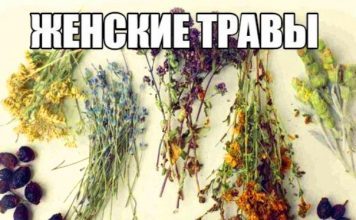 лучшие женские травы