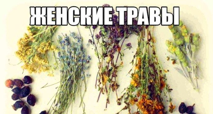 лучшие женские травы