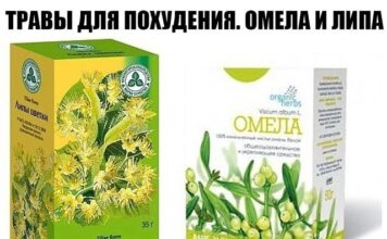 омела и липа для похудения