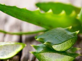 Это настоящая панацея для кожи лица! Алоэ справится с любыми дерматологическими проблемами