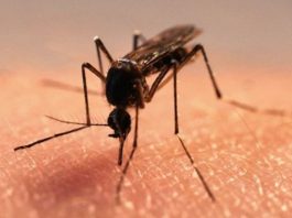 ароматов против комаров