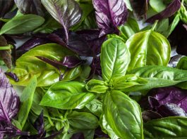 Мощный природный антиоксидант и супер-здоровый естественный антибиотик!