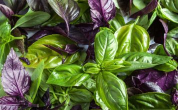 Мощный природный антиоксидант и супер-здоровый естественный антибиотик!