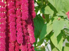 Амарант — хлеб, запрещенный Петром I