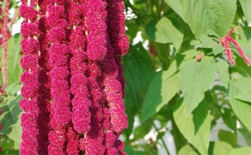 Амарант — хлеб, запрещенный Петром I