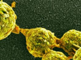 Если хотите, чтобы Ваш организм был свободен от грибов, не давайте им пищу!