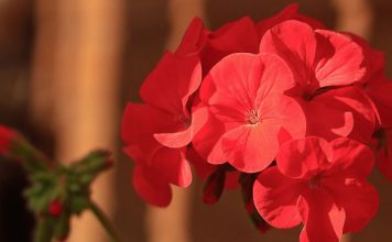 Этот цветок должен быть в каждой семье! И вот почему