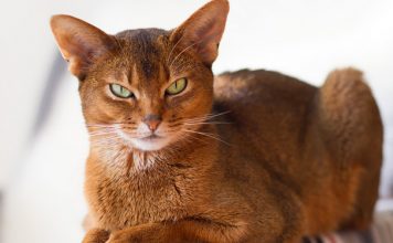 Как кошка указывает на присутствие негатива в доме