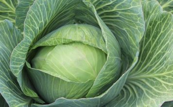 Белокочанная капуста — эликсир молодости