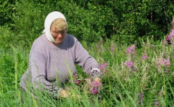 Лекарственные свойства растений, которые наши предки использовали для лечения любого недуга Лекарственные свойства растений