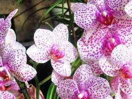Соблюдайте эти 9 правил и ваша орхидея будет цвести круглый год