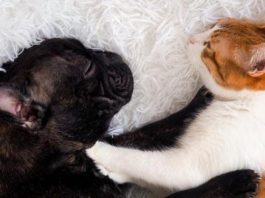 Учёные объяснили, почему полезно брать кота и собаку в постель