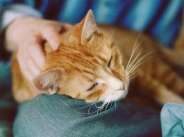 Почему кошки ложатся на больное место