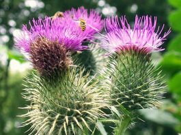 Расторопша – настоящая волшебная палочка народной медицины расторопша