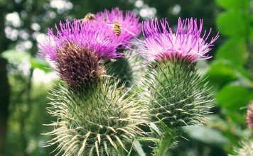 расторопша