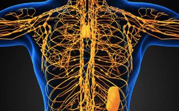 15 признаков того, что у вас перегруженная лимфа и как помочь слить ее