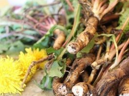 накопайте три корня