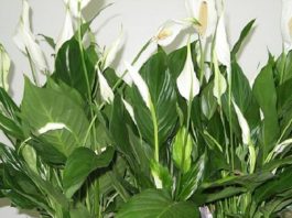 Полейте растения этим средством и они оживут через пару дней