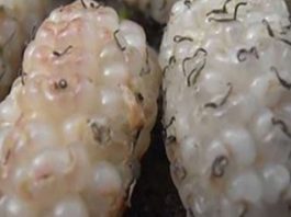 Эта супер еда вылечивает диабет и устраняет опухоли