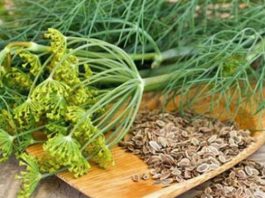 Не спешите покупать таблетки, если укропом лечиться, быстрее можно исцелиться