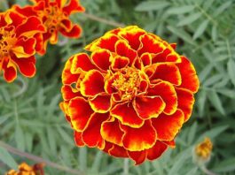 Отвар бархатцев 100 болезней лечит! цветут везде простые цветы, а цена им — золото!