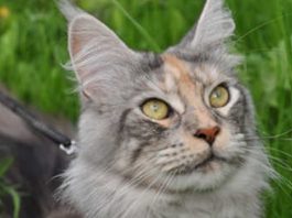 Какие животные приносят в дом удачу и деньги