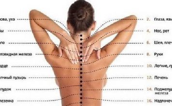 от какого позвонка что болит