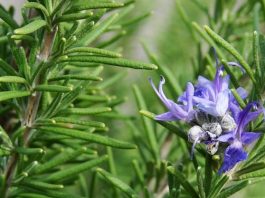 Мощнейшая травка для мозгового кровообращения, сердца, сосудов, надпочечников, суставов, кожи и волос