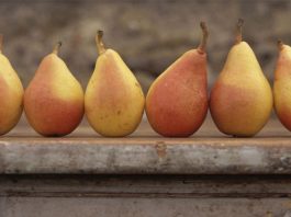 17 эффективных способов избавления от разных видов кашля. Сохраните обязательно