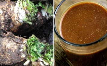 Перешла с утреннего кофе на цикорий… Вот какую пользу это принесло моему организму!