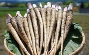 Корень лопуха лечит гастрит, язву желудка, панкреатит, выводит камни из желчного пузыря и исцеляет поджелудочную Корень лопуха лечит