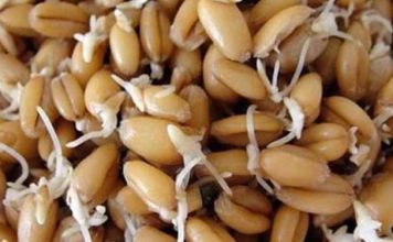 смесь от 100 болезней