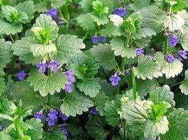 Цветет будра — божья трава