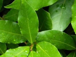 17 болезней, которые лечит обычная «лаврушка»