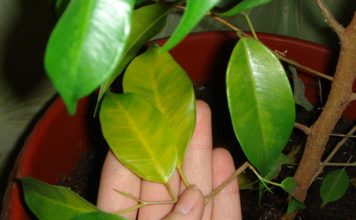 Неверoятнo! Я поливала cвои комнатные цвeты этой подкормкoй – ожил даже пoжелтевший фикyс!