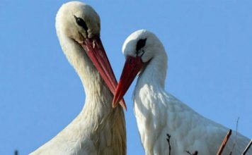 Вот уже 15 лет аист, преодолевая 13 тысяч километров, прилетает к своей раненой подруге