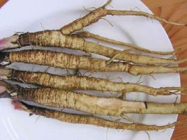 Корень лопуха