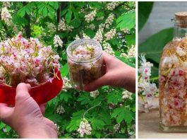 Цвет каштана