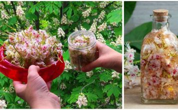 Цвет каштана