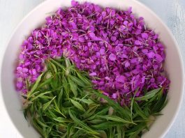 Иван-чай — вот все, что нужно знать об этом удивительном растении!