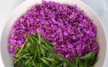 Иван-чай — вот все, что нужно знать об этом удивительном растении!