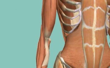 Тренировка глубоких мышц для плоского живота и здоровой поясницы