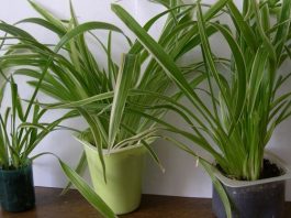 Хлорофитум: растение с поистине удивительными свойствами… Буквально творит чудеса!