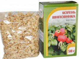 корень шиповника