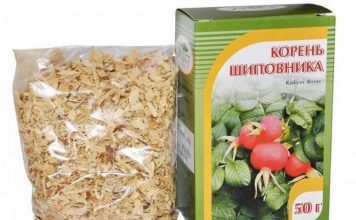 корень шиповника