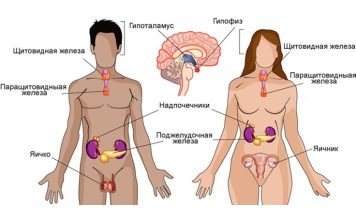 Про гормоны. Оказывается у гормонов тоже есть часы работы У гормонов есть часы работы