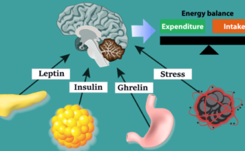 Как контролировать 4 основных гормона, которые влияют на вес