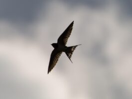 swallow flying, swallow in flight, swallow, small bird, migration, blue sky, swallow, swallow, swallow, swallow, swallow