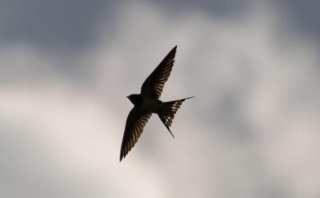 swallow flying, swallow in flight, swallow, small bird, migration, blue sky, swallow, swallow, swallow, swallow, swallow